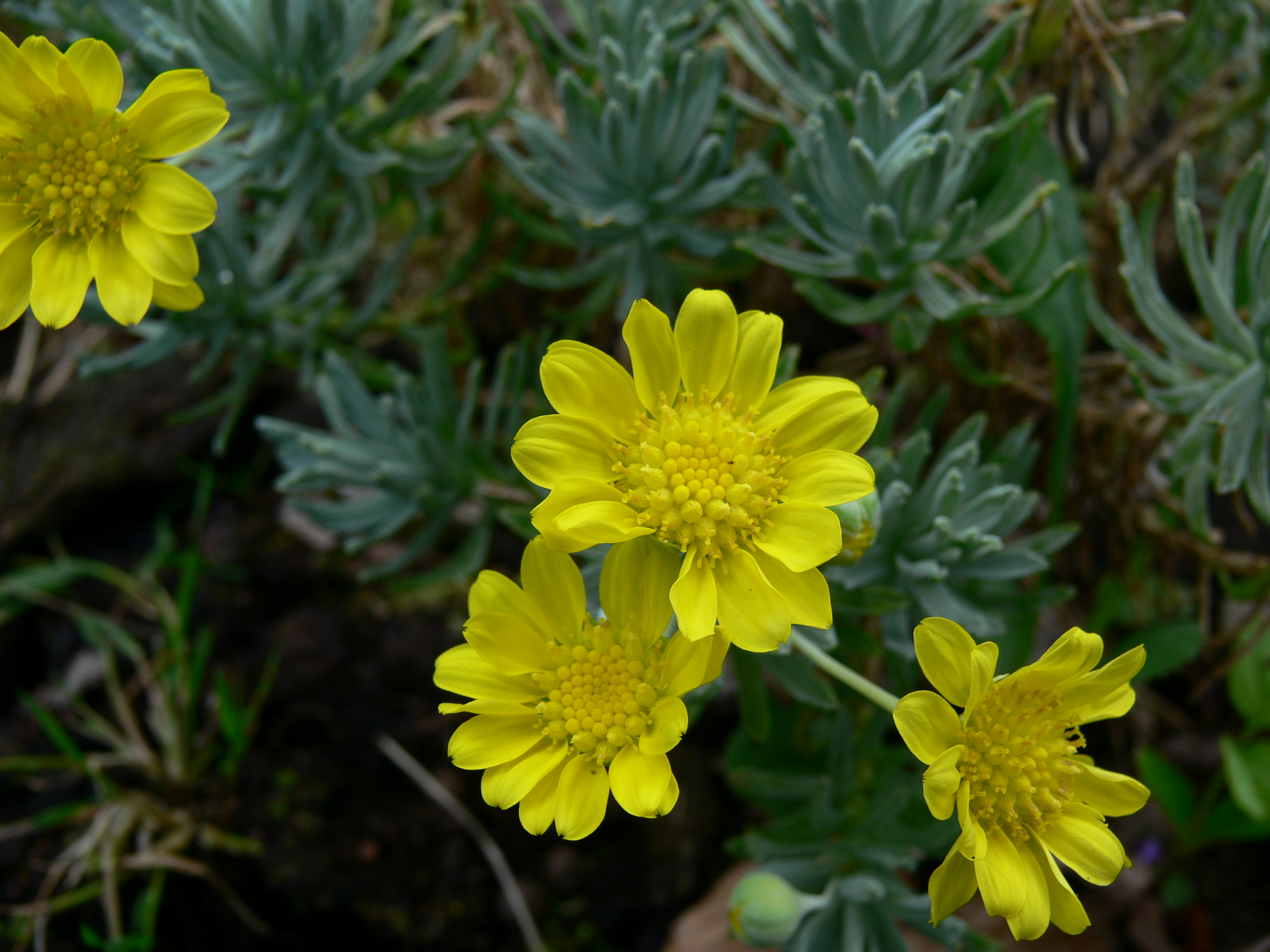 Euryops acraeus